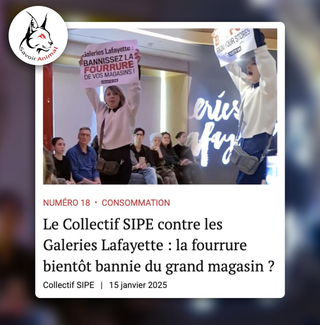 Collectif SIPE tweet media