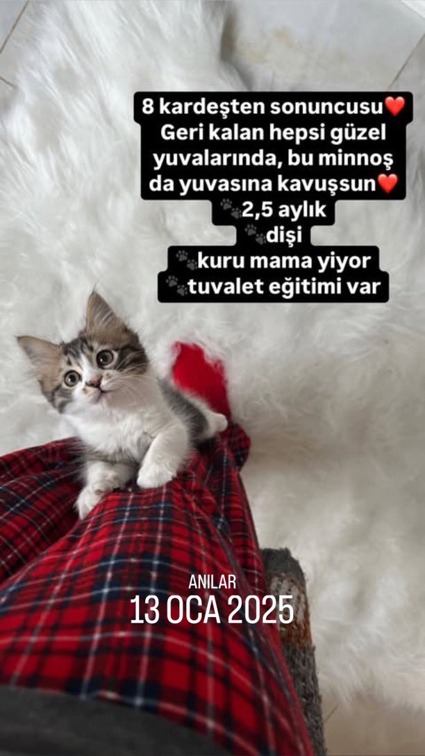 masum_gozler's tweet photo. Dişi, 3 aylık, kuru mama yiyor, tuvalet eğitimi var. 8 kardeşten sonuncusu. Diğer hepsi yeni yuvalarına gittiler bir tek bu bebiş kaldı. Eğer yuva bulamazsak maalesef sokağa gidecek. Şartları zorlamanın son noktasındayız 
İskenderun

@bng1629 https://t.co/l9kqeCL3SH