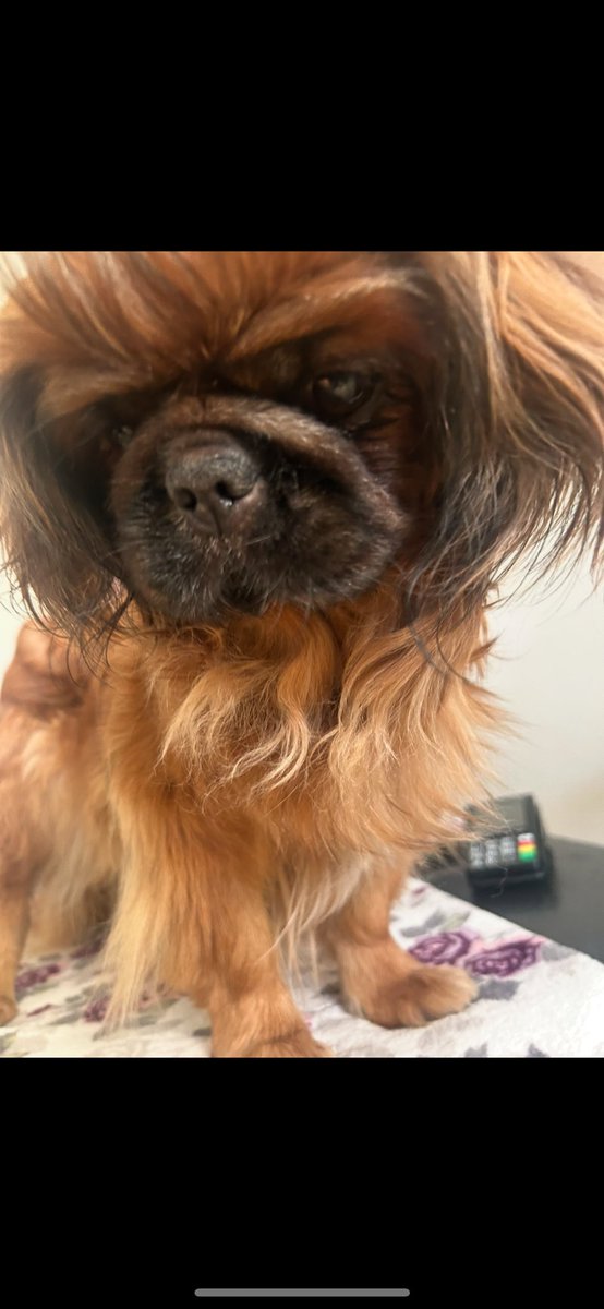 AlvaHj07's tweet photo. Vila i frid finaste Diva, du är en fin ängel nu 🕊️🪽 Jag älskar dig otroligt mycket, du har alltid funnits där för mig där ja mått som värst❤️❤️ Jag saknar dig min fina lilla Diva, hoppas du har det bra i djurhimlen eller vart nu du hamnar!! Älskar dig❤️🐾🐾 https://t.co/xY1XYnaSeN