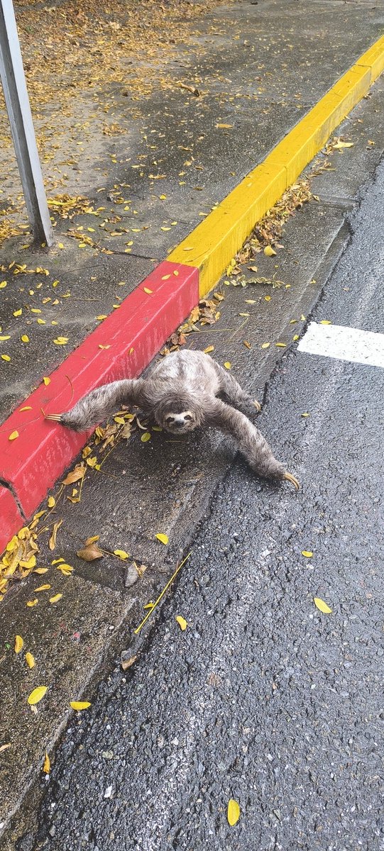 Pedroarratiaa's tweet photo. A lo lejos ví una pereza que iba a cruzar la calle y la ayude, quedó feliz :) https://t.co/x7idOsydB7