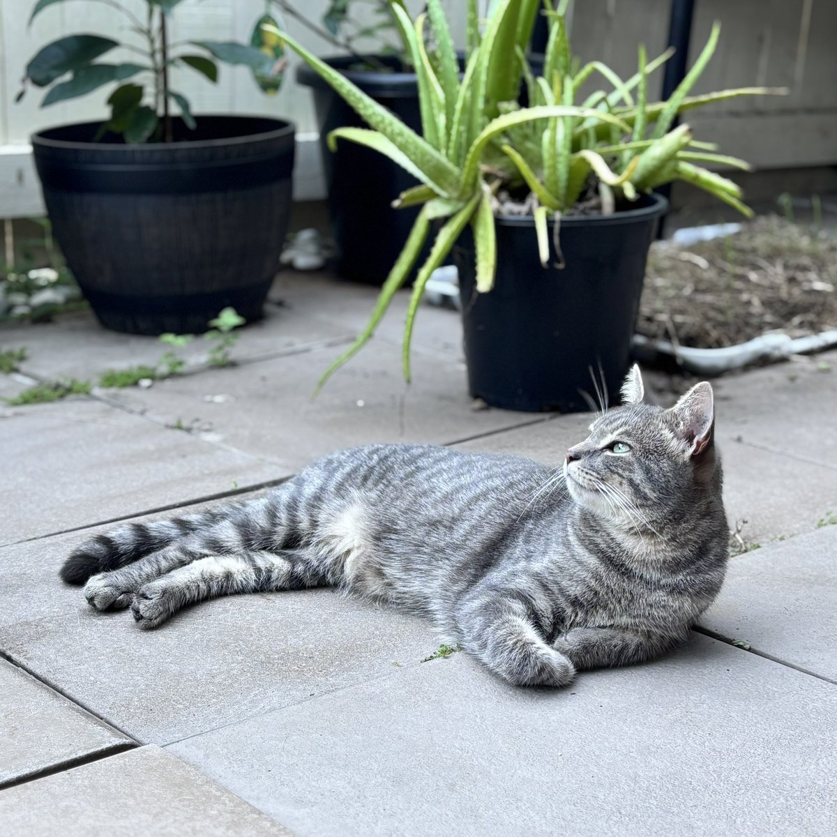 to be a Cat is to Relax and be Chill and Not Know or Care about “News” or “Politics”…