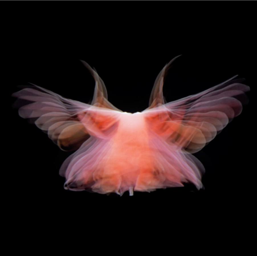 LADForg's tweet photo. BTD  #LoieFuller, famous for her experiments w movement &amp; light in the 1890s.  She's the subject of a 2023 documentary  "Obsessed with Light" that explores her impact on dance, technology, fashion &amp; the nature of celebrity.
https://t.co/W76IdMzOBJ 
https://t.co/YT5Yed7x77... https://t.co/FXpoDSliFw