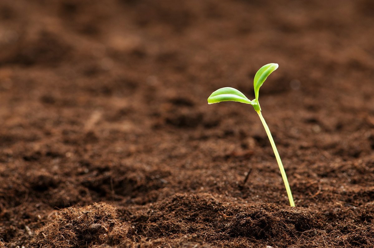 UCalgary Arts (@ucalgaryarts) on Twitter photo What if soil could communicate? š± Join Dr. Katherine Lawless from <a href="/CMFCalgary/">UCalgaryComMediaFilm</a> and <a href="/UCalgaryGeog/">UCalgary Geography</a> for an engaging talk on the evolution of "soil communication" and its growing role in social-ecological knowledge systems. Jan 16, 2pm. Details: bit.ly/4fYHRwG What if soil could communicate? š± Join Dr. Katherine Lawless from <a href="/CMFCalgary/">UCalgaryComMediaFilm</a> and <a href="/UCalgaryGeog/">UCalgary Geography</a> for an engaging talk on the evolution of "soil communication" and its growing role in social-ecological knowledge systems. Jan 16, 2pm. Details: bit.ly/4fYHRwG