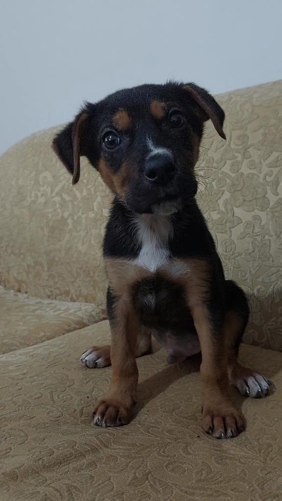 Biliyosunuz ki bu canların ne sahiplenirken ne de sokakta şansı pek olmuyo. Ama soğukta ağlarken bulup eve almışlar şansını döndürüp ona kalıcı yuvasını bulalım sonu barınak olmasın lütfen🥹🙏
İSTANBUL