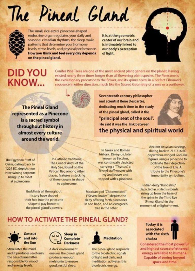 #PinealGland