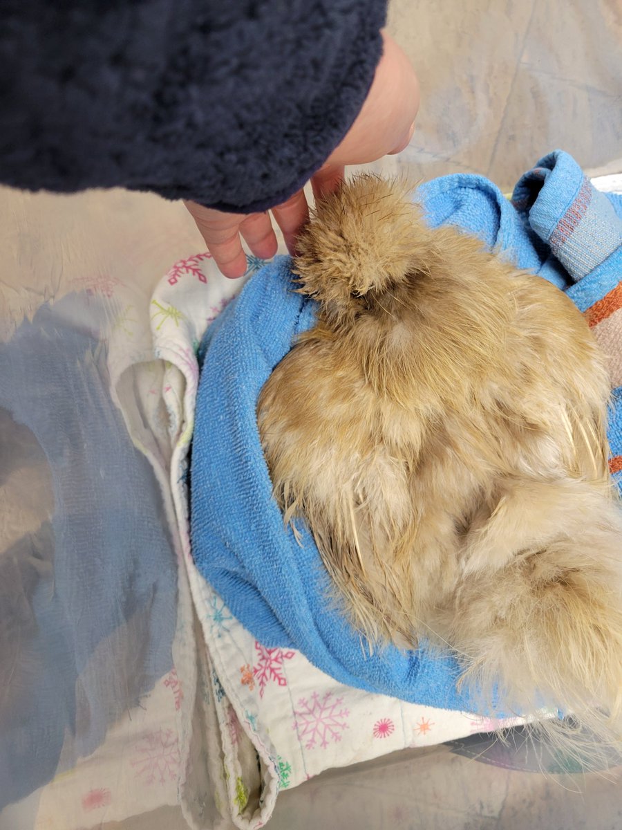 Suzy 🐓 tweet media