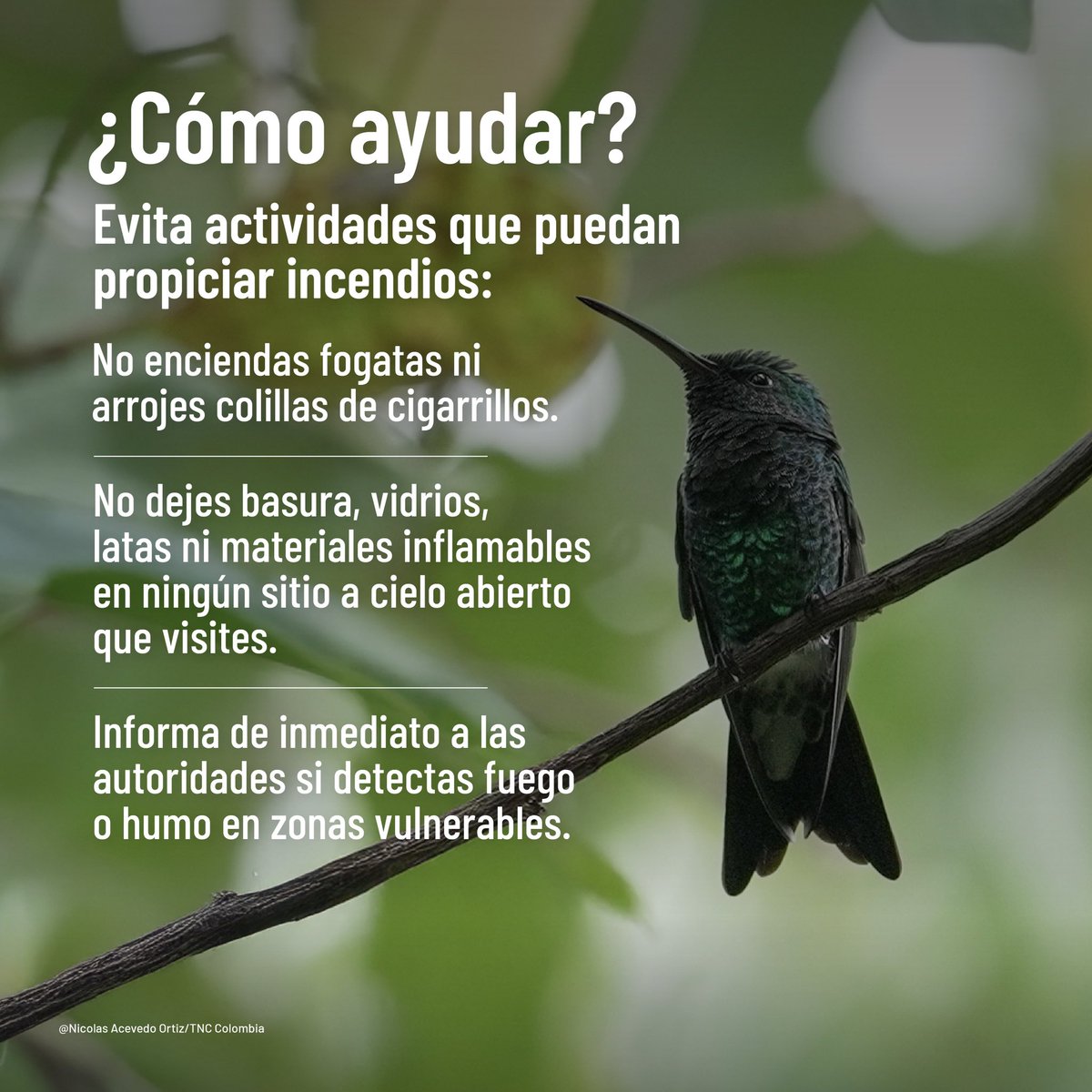 TNC_Colombia's tweet photo. Si bien ya no hay fuego en Chingaza, el ecosistema perdió 147 hectáreas, un territorio de páramo equivalente a 199 campos de fútbol.  ⚠️🌍

Es urgente tomar medidas preventivas y ser conscientes del impacto. Si detectas cualquier indicio de incendio, no dudes en alertar a las autoridades. 🔥👨‍🚒

🌿 ¡Cuidemos nuestros recursos naturales! 🌱

#PáramoChingaza #Chingaza #ProtegeChingaza #CuidemosElAgua #AcciónPorElPlaneta #Páramos #Conservación