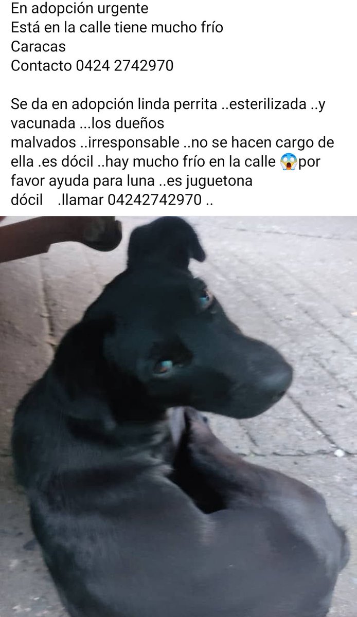 Luna necesita un hogar donde realmente sea amada.
Caracas