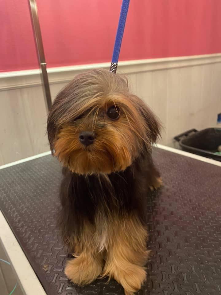 BichinhosFB's tweet photo. te amo cachorrinho emo https://t.co/BIirp34VOp
