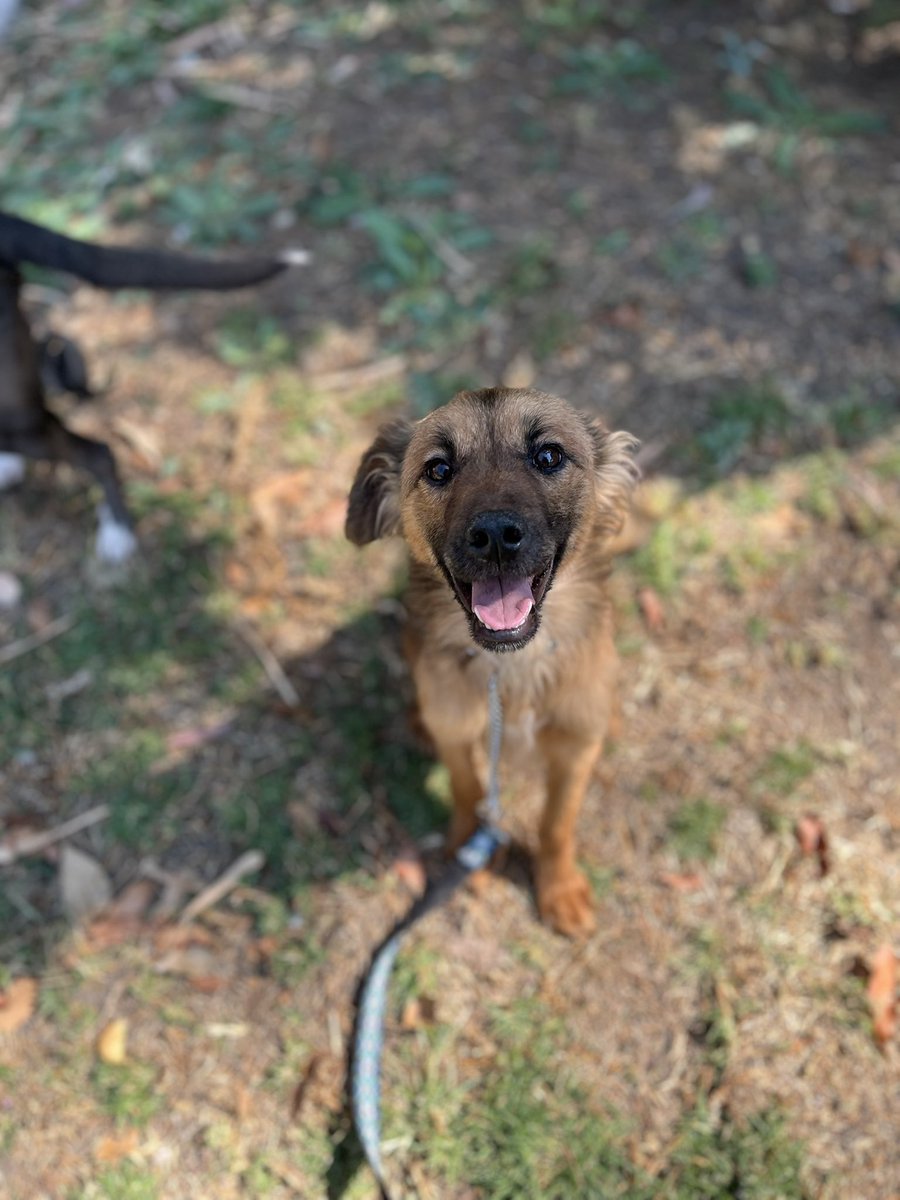 Lucas sigue esperando una familia desde noviembre pasado que lo rescatamos.

No es talla grande,solo pesa casi 8 kg
Ya tiene su protocolo de salud completo.
Ya aprendió a convivir con más perritos porque en un inicio los mordía.

Estamos en CDMX.