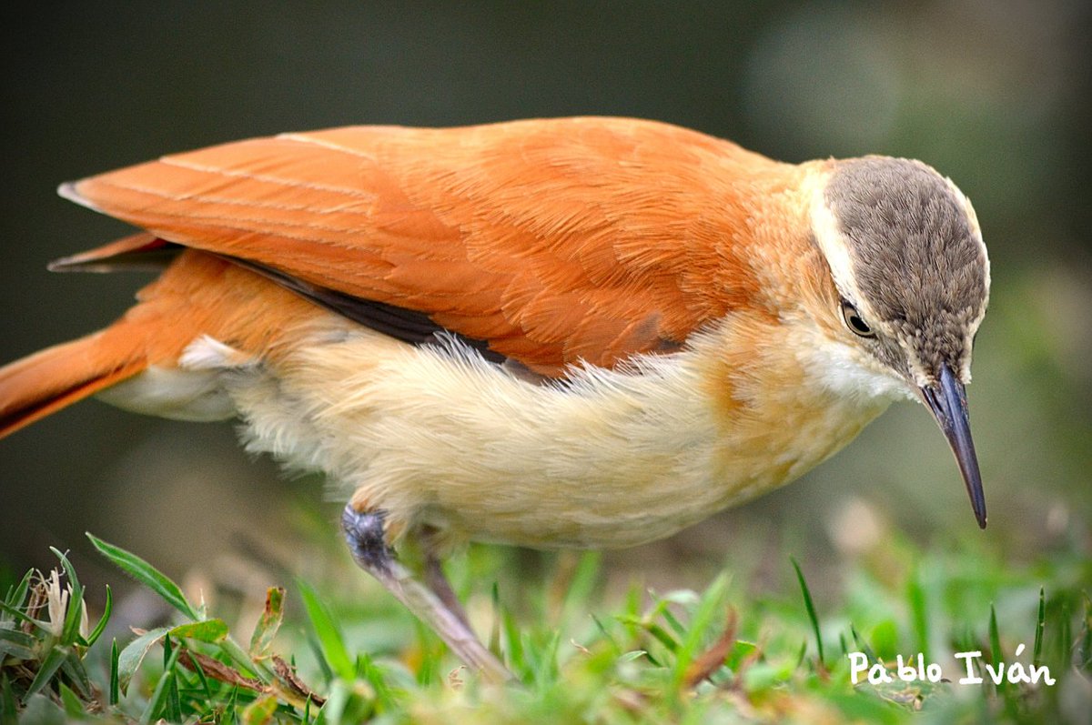 correapabloivan's tweet image. #Chilalo