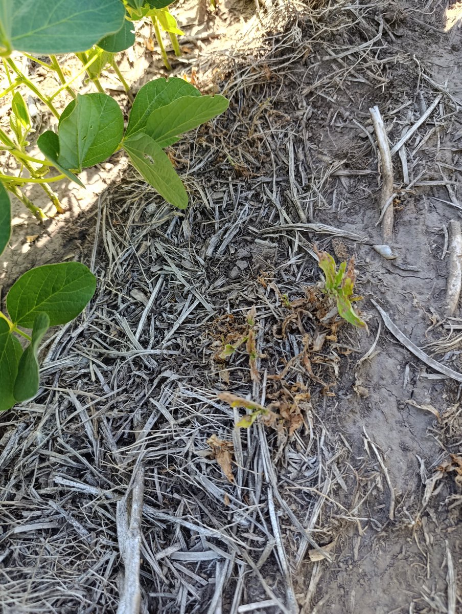 Control de Commelina, combinando control mecánico con 2° golpe químico con hormonales en el barbecho presiembra, soja en v6-v7, conforme con el resultado <a href="/c_sampaoli/">Juan C. Sampaoli</a>, <a href="/LigierAgro/">Ligier Agro</a>, <a href="/Itoebfc/">Jorge Szanto</a>