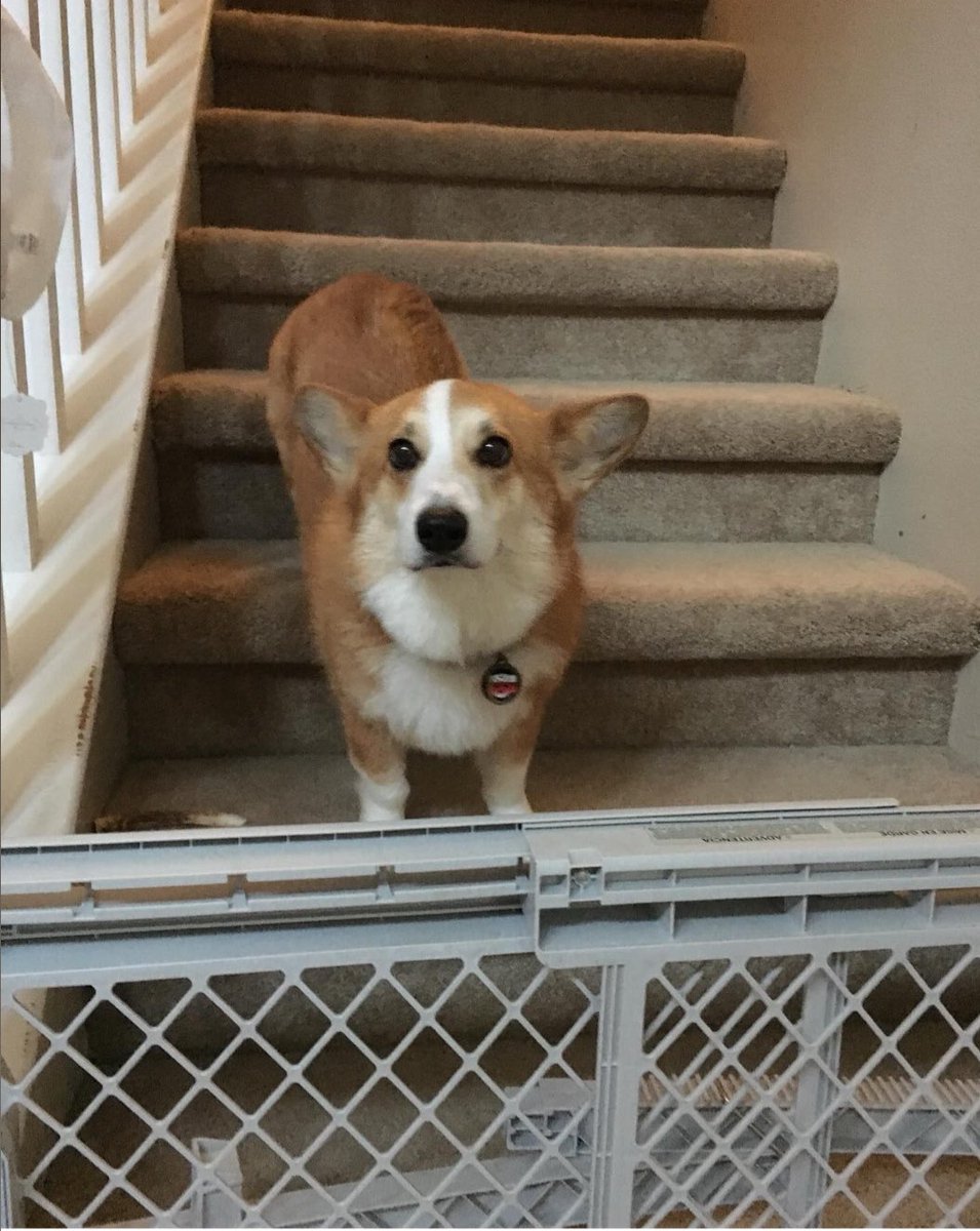 lpjoni's tweet photo. Throwback to when Stu somehow got stuck on the stairs! 😅 That face!  He knew he made a mistake. 🥹❤️

(Miss you my Stu!)

#stubbie_the_corgi #pembrokewelshcorgi #corgi https://t.co/s4N1wjd2ek