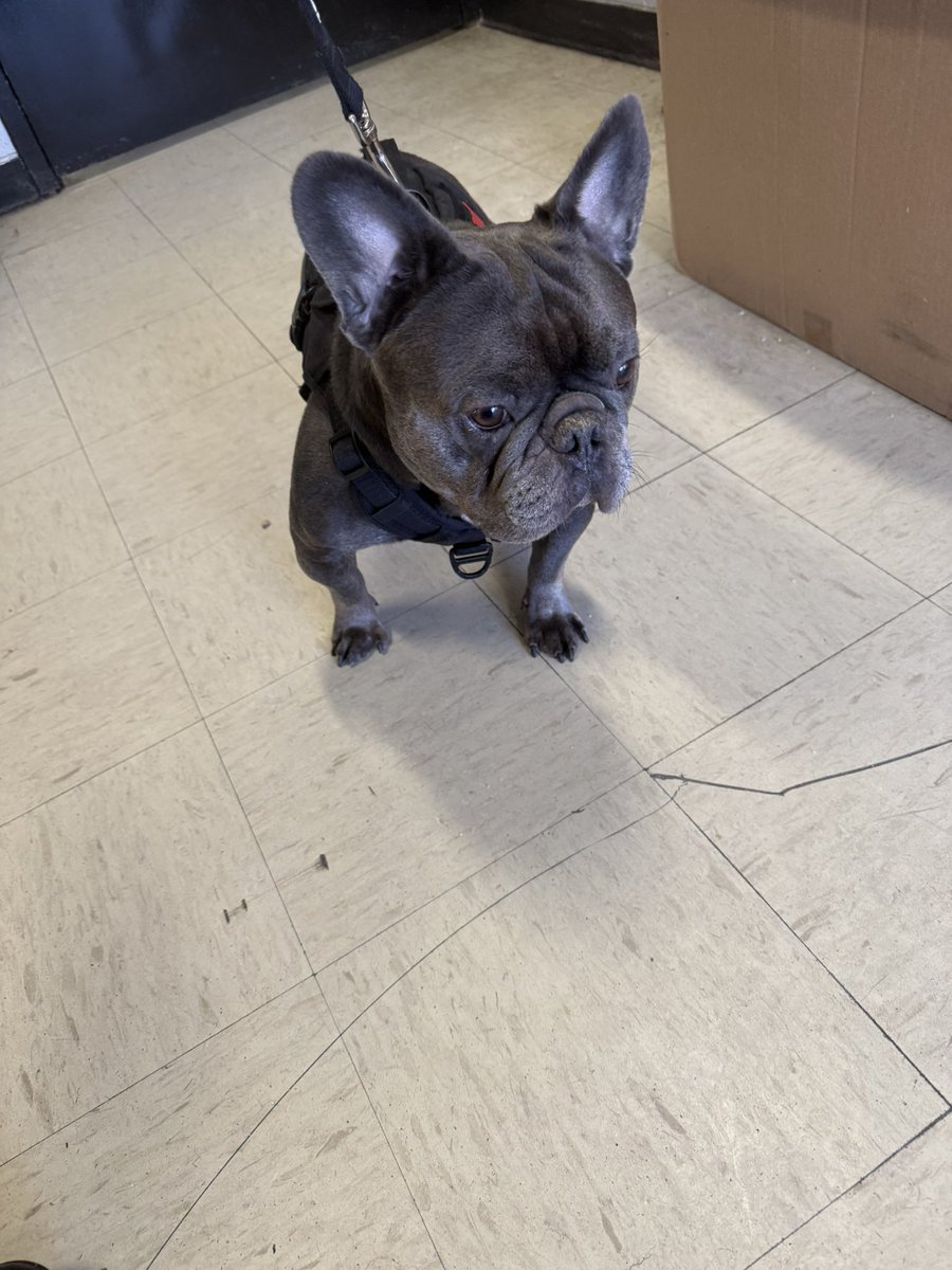LPDAnimalUnit's tweet photo. Do you know this dog 🐾 ? He was found wondering around Canal St &amp; Appleton St. Any information please call Animal Control 978-794-5856 or Dispatch 978-794-5900 ext 500 https://t.co/oD4v9y6TcV