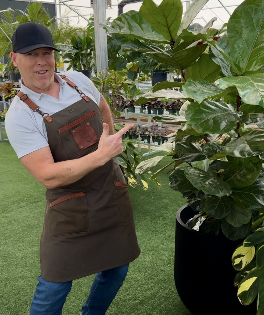 Dean’s favorite plant of the week is the Fiddle Leaf Fig—a total statement-maker with its bold, violin-shaped leaves and towering presence. It’s chic, dramatic, and just picky enough to keep you on your toes.