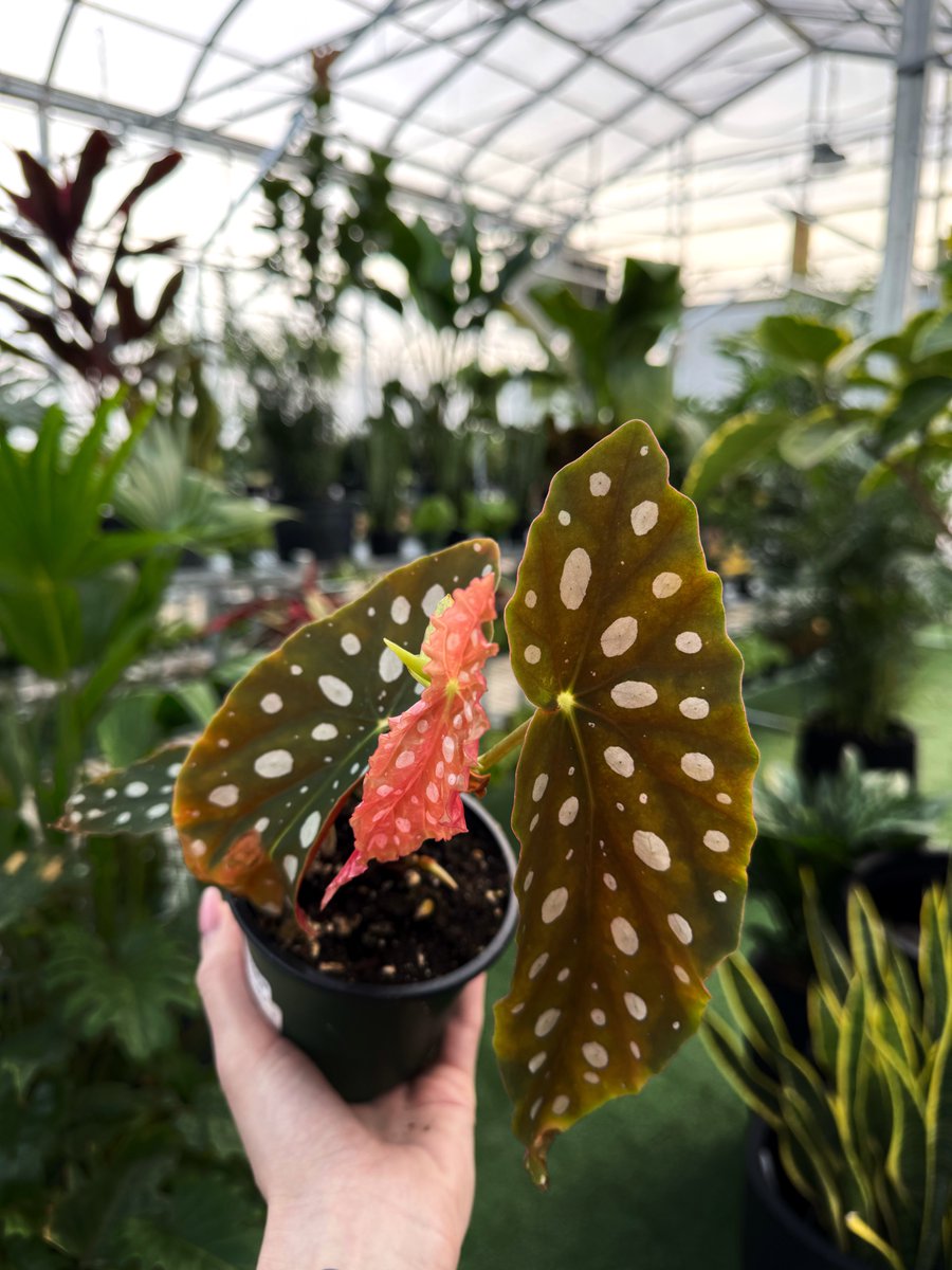 This week, Danneil’s favorite plant is the Begonia Maculata—a total attention-seeker with its polka-dotted leaves and flashy red undersides. It’s bold, beautiful, and just dramatic enough to keep things interesting.