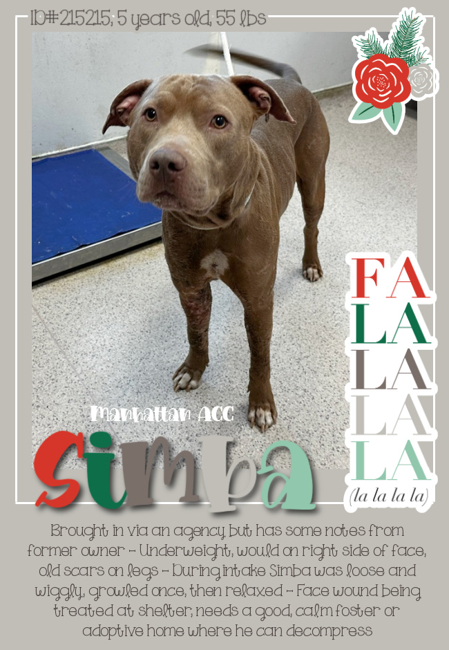 In November, Simba, 5, entered <a href="/NYCACC/">Animal Care Centers of NYC</a> after a history of abuse documented by scars and wounds all over his body.

In December, <a href="/NYCACC/">Animal Care Centers of NYC</a> <a href="/nycHealthy/">nychealthy</a> exterminated him.

SARA could have saved Simba. But <a href="/DonnaLupardo/">Donna Lupardo</a>
&amp; <a href="/SenatorHinchey/">Senator Michelle Hinchey</a> killed it.