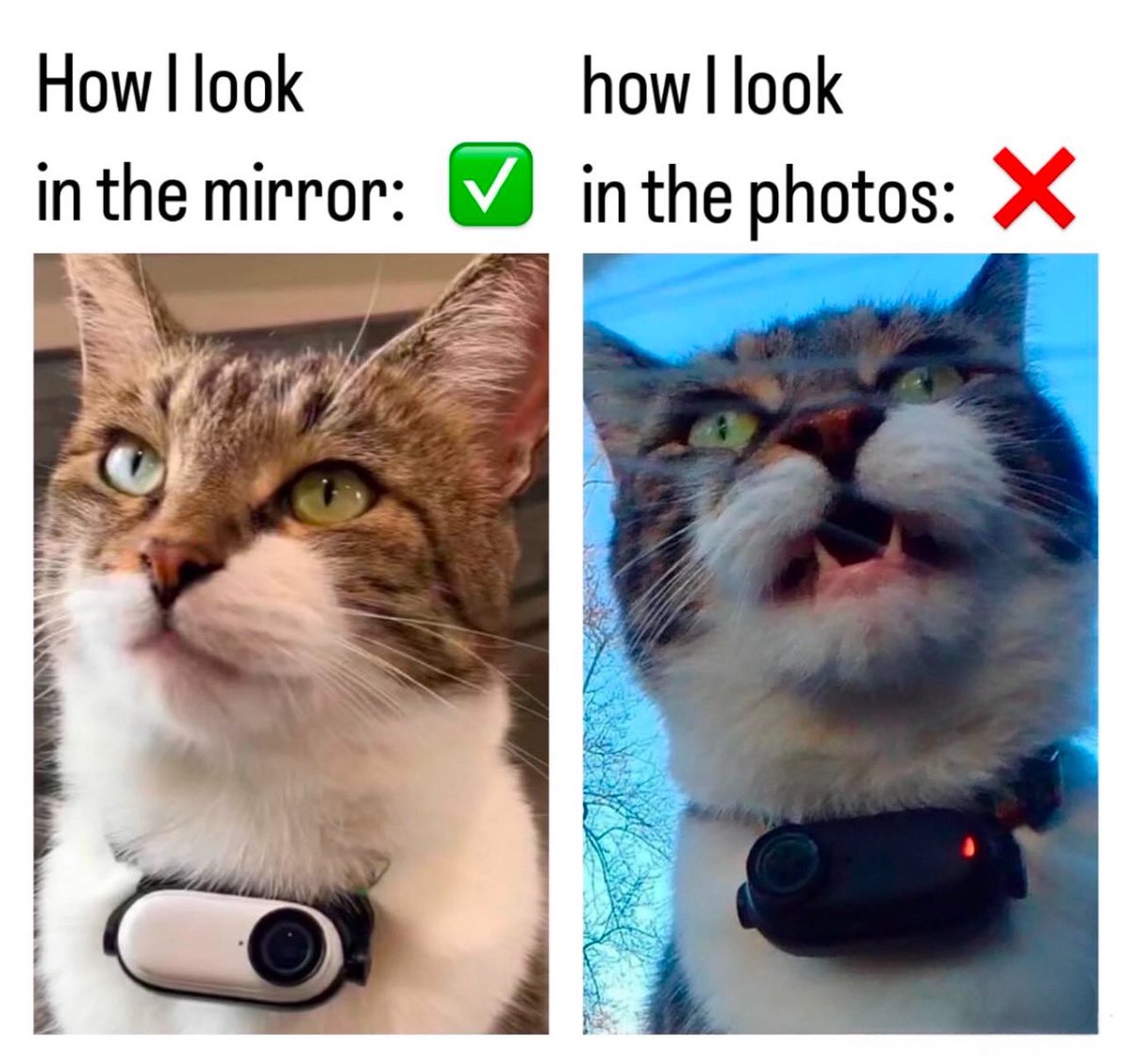 MrKitterstheCat tweet media