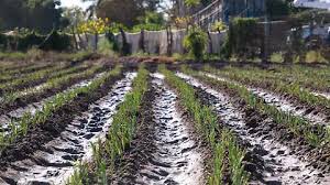Trasciende60696's tweet photo. Avalan agricultores llamado del PRI a implementar un programa emergente por la sequía ***
#ProgramaEmergente #sequia #AARC

https://t.co/mNGHQYEpNl https://t.co/ISNQDEv7BU
