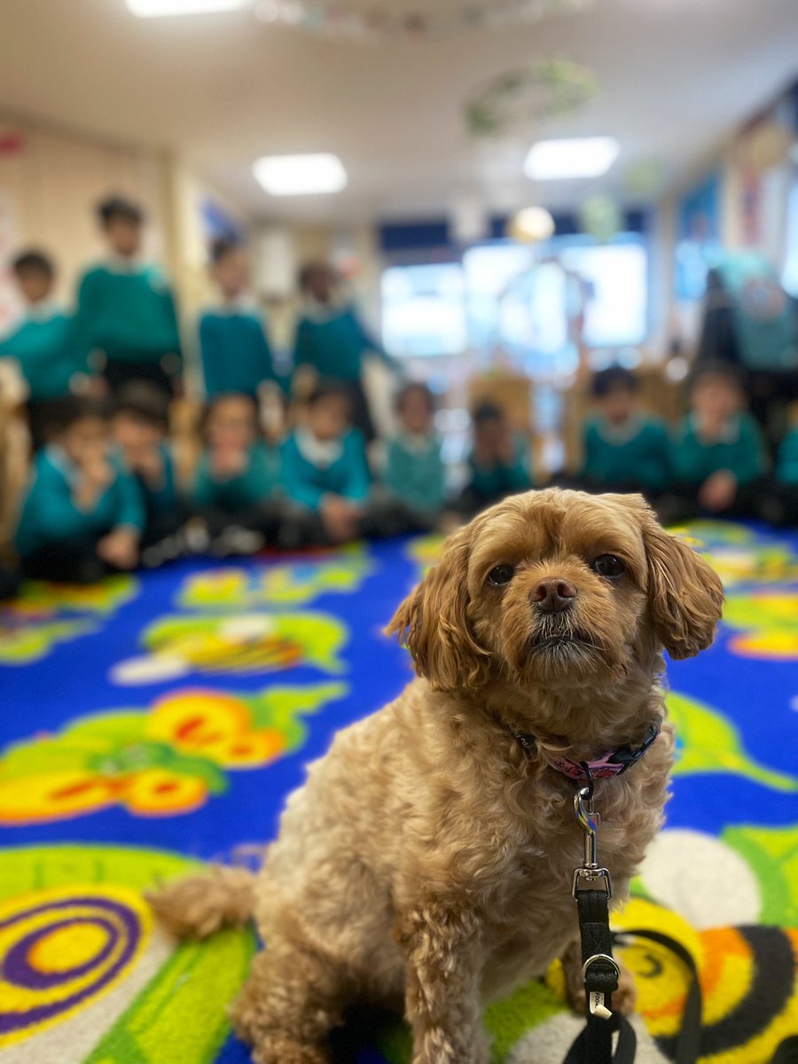 MissKingTindal's tweet photo. 🐫 Reception started their new storybook - Dear Zoo!🦁

🐶 Phoebe came to visit and we thought about what made her the PAWfect school pet for @arktindal 🐾 

🐥🐰 I wonder what pets Reception will ask the zoo for in their letters.. 🐢🐠

#TeamTindal @JTraceyTindal @AHussaintindal https://t.co/pKKJ4nCrfY