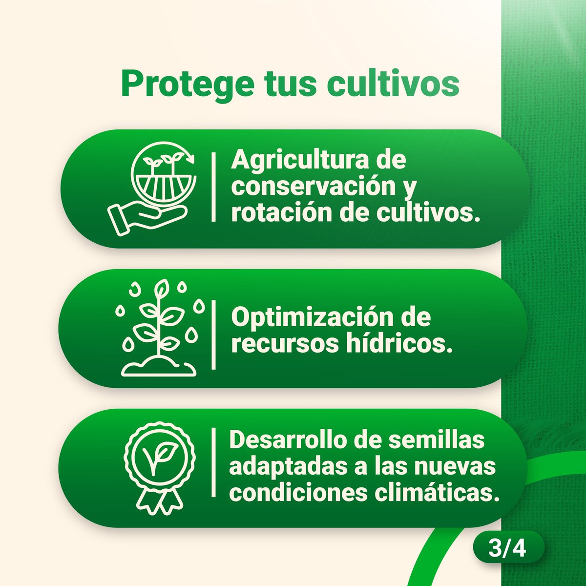 OrgPajonales's tweet photo. ¿Cómo mitigar los efectos del cambio climático en nuestros cultivos?

✅ Implementando técnicas sostenibles 
✅ Apostando por la innovación para optimizar los recursos 

En Organización Pajonales trabajamos por un sector agroindustrial sostenible. https://t.co/No5zzETZKv