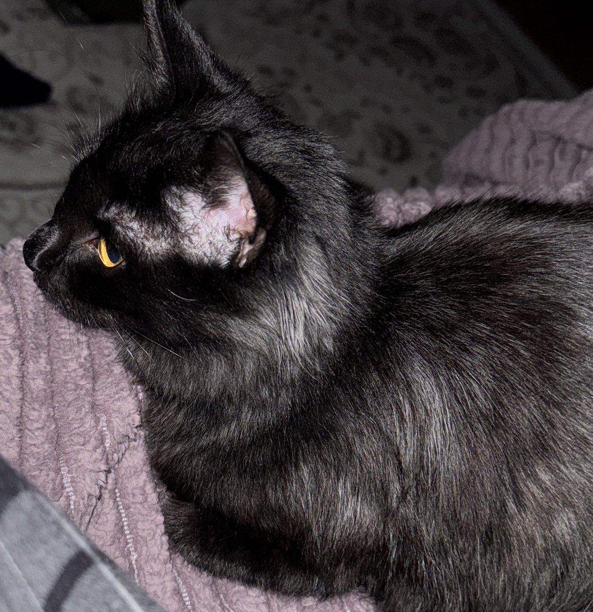 semadagezenn's tweet image. wlw filmi izlerken ekrana kitlendi #sapik