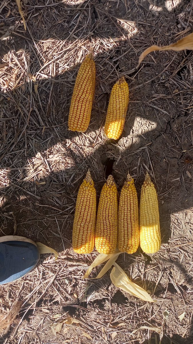 PabloRRicart's tweet photo. Entre Rios , 🌽 temprano,  con variantes de mecanismos de compensación.  40.000 pl a 65.000 pl. Compensación con prolificficidad y con espigas en macollos. Para analizar y ver resultados @FrancoMaier https://t.co/I3DB6tf7h4