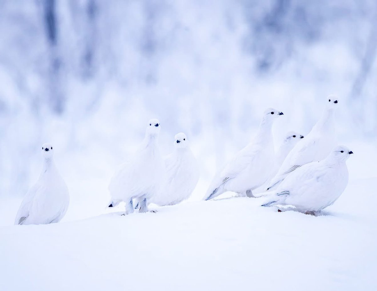 DougLauvstad's tweet photo. @CanonUSA White out https://t.co/NvR4mdhO2n