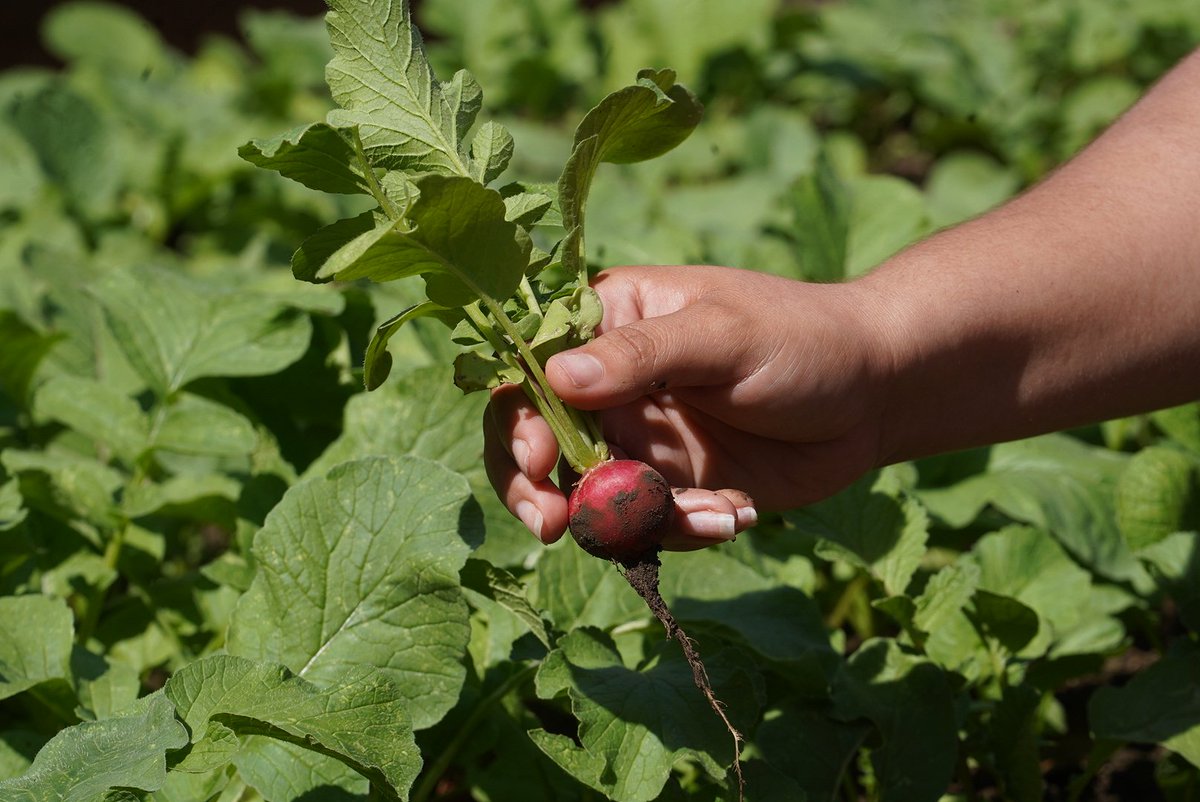 🥒🍅Cruz Roja Salvadoreña, a través del proyecto Programa Integrado Fortalecimiento a la Resiliencia Comunitaria, entrega 30 kits agrícolas a familias de comunidades de San Fracisco Menéndez de Ahuachapán Sur.

Los beneficiados, como parte de un microproyecto, fueron previamente
