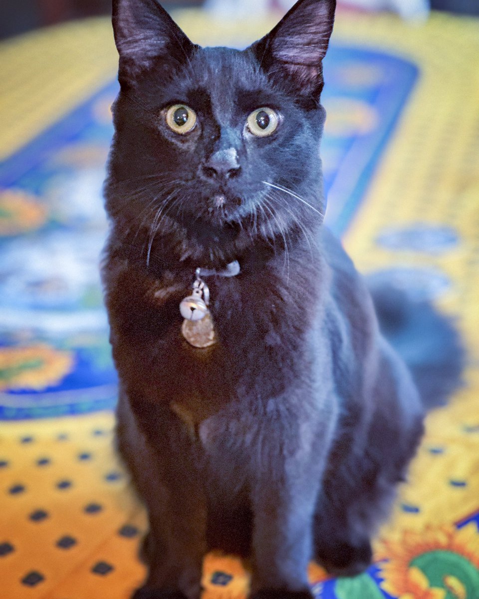 Little bro working his white whisker 😹🐾

#WhiskersWednesday #WednesdayMotivation #cats #CatsOfTwitter #AdoptDontShop #CatsOnTwitter