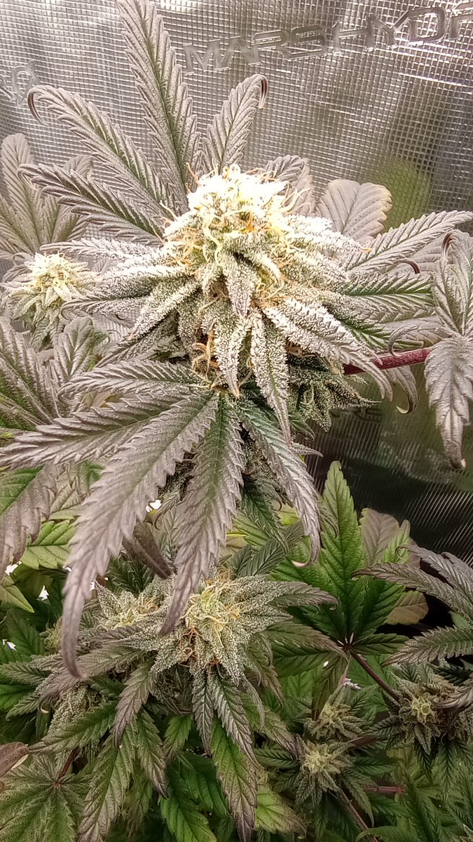 Girl Scout Cookies <a href="/irvineseedco/">Irvine Seed Company</a> <a href="/breeder_j/">Breeder J</a> they are the frosted kind 🥶on the cookie's baby! 🔥🙌 Week 8 12/12  #irvinearmy #growone #growyourown