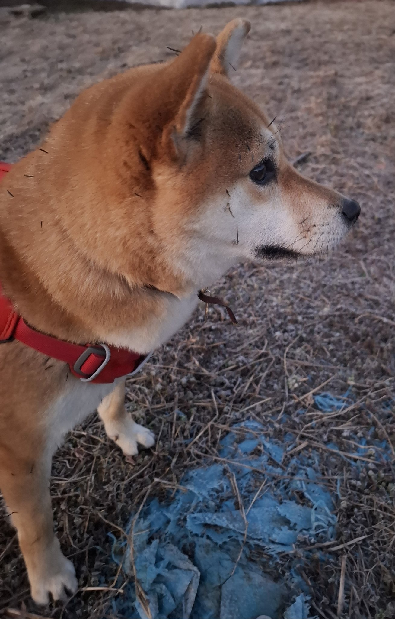 柴犬が好きすぎるでつかっていいよ - Search / X