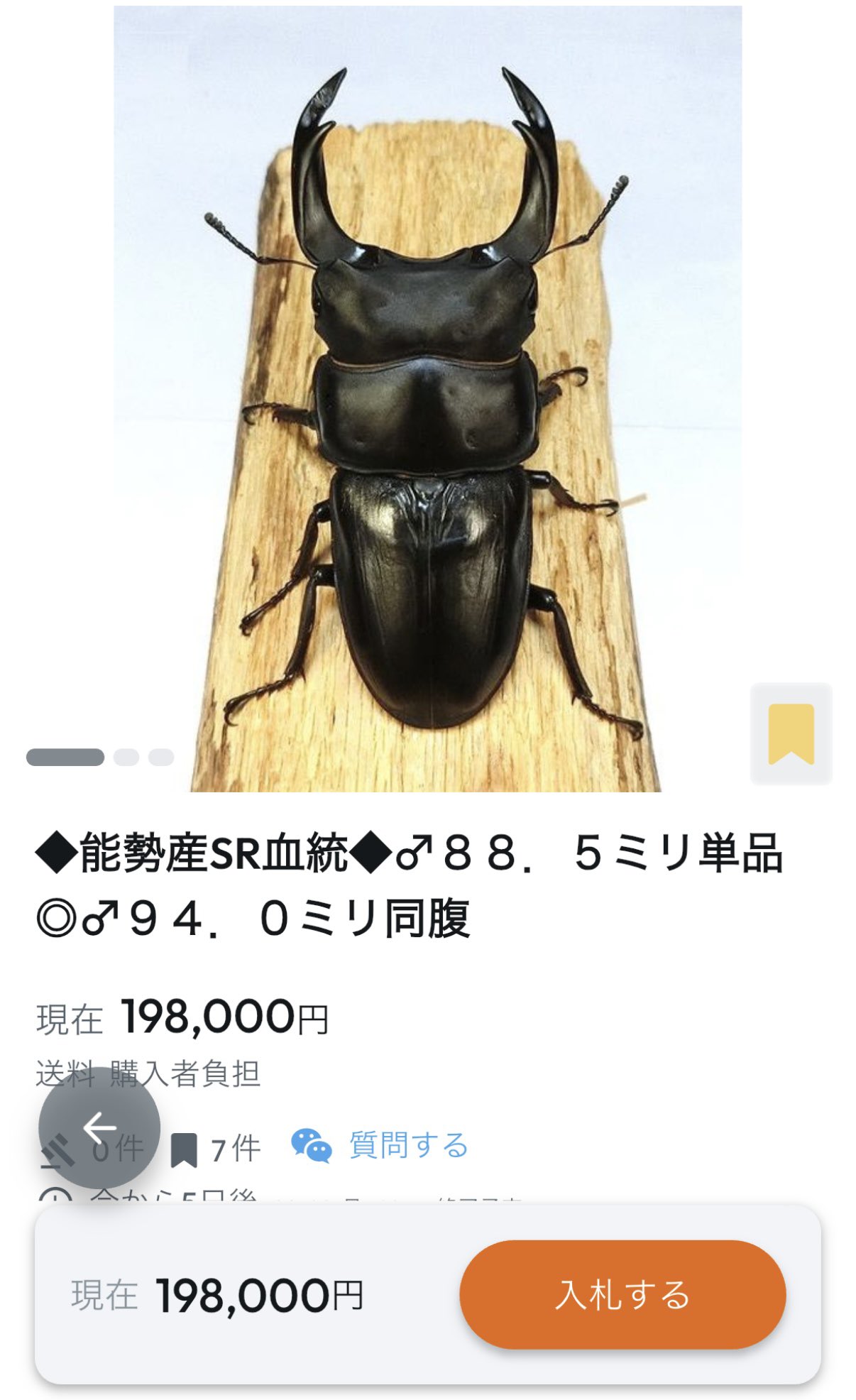 公式】能勢町産オオクワガタ限定羽化サイズバトル（NLB
