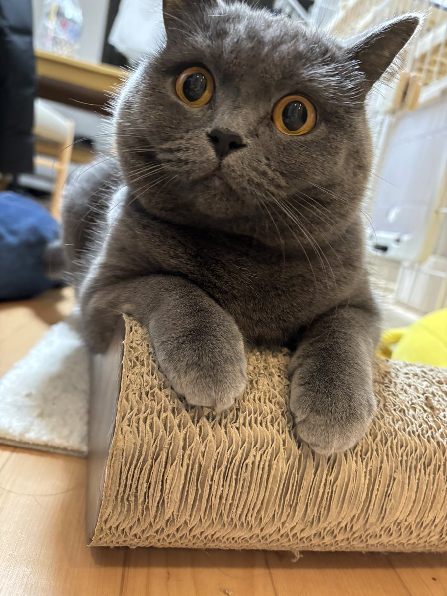 召使いの帰りが遅くてブチ切れてたねずみさん。とりあえずさっさとご飯よこせのようです。