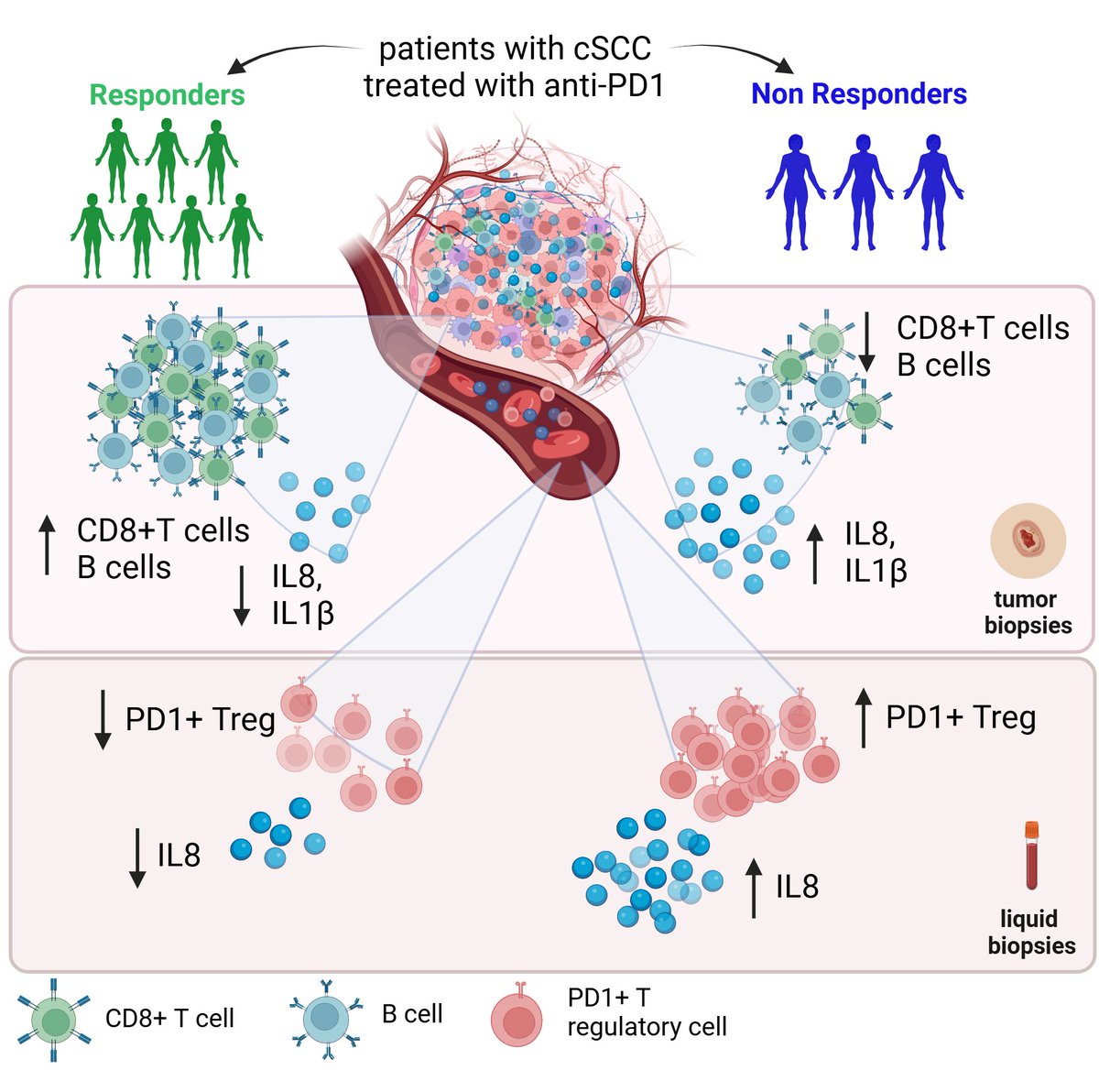 Journal for ImmunoTherapy of Cancer (@jitcancer) on Twitter photo New #JITC article: Early assessment of IL8 and PD1+ Treg predicts response and guides treatment monitoring in cemiplimab-treated cutaneous squamous cell carcinoma bit.ly/4g1sAed <a href="/DanielaEspo89/">Daniela Esposito</a> <a href="/StefaniaBell21/">Stefania Belli</a> <a href="/md_napolitano/">Fabiana Napolitano</a> <a href="/LuigiFormisano_/">Luigi Formisano</a> New #JITC article: Early assessment of IL8 and PD1+ Treg predicts response and guides treatment monitoring in cemiplimab-treated cutaneous squamous cell carcinoma bit.ly/4g1sAed <a href="/DanielaEspo89/">Daniela Esposito</a> <a href="/StefaniaBell21/">Stefania Belli</a> <a href="/md_napolitano/">Fabiana Napolitano</a> <a href="/LuigiFormisano_/">Luigi Formisano</a>