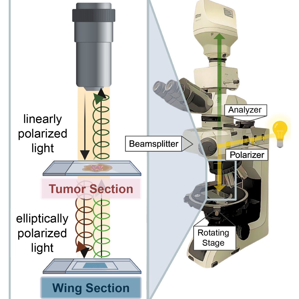 LPoulikakos's tweet image. I&apos;m delighted and proud to share my lab&apos;s latest research, published  Advanced Materials!
We explore how butterfly wings can help us better diagnose and understand diseases: advanced.onlinelibrary.wiley.com/doi/full/10.10…