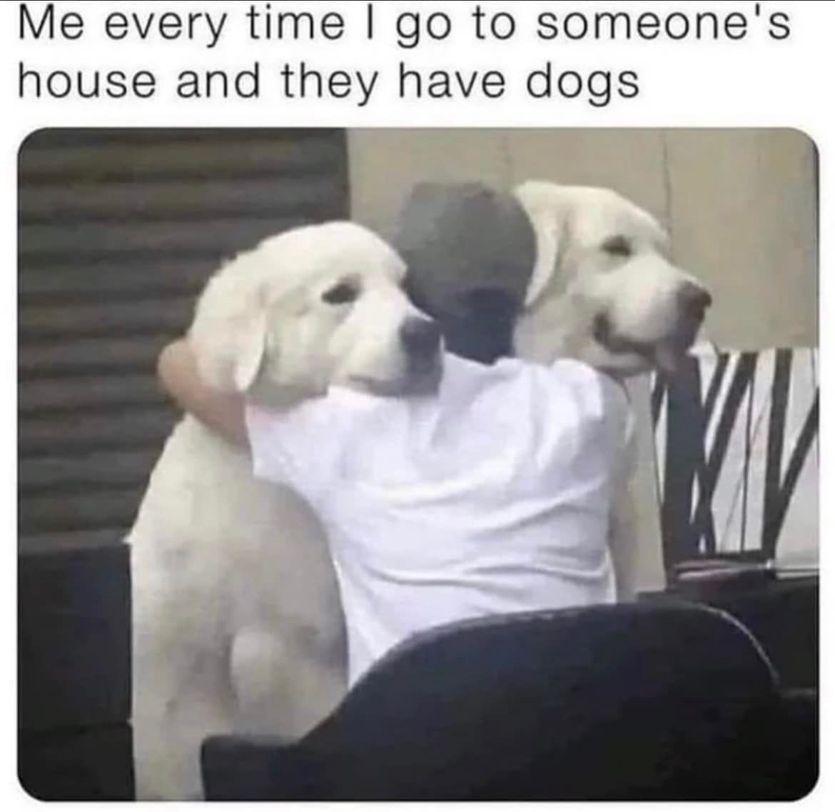 WholesomeMeme's tweet image. 