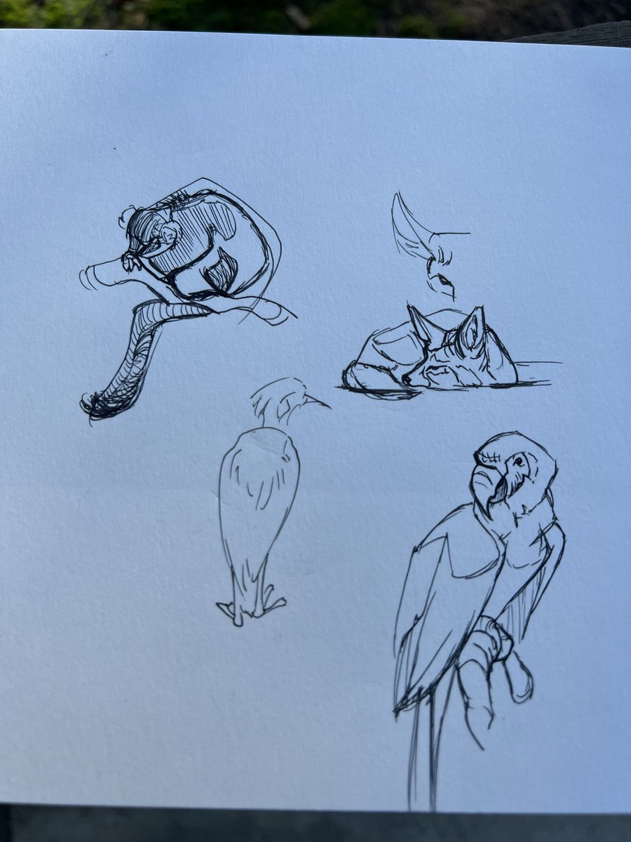 Hung out at Happy Hollow Park and Zoo and did some life drawing to get the rust off the ol drawing hand