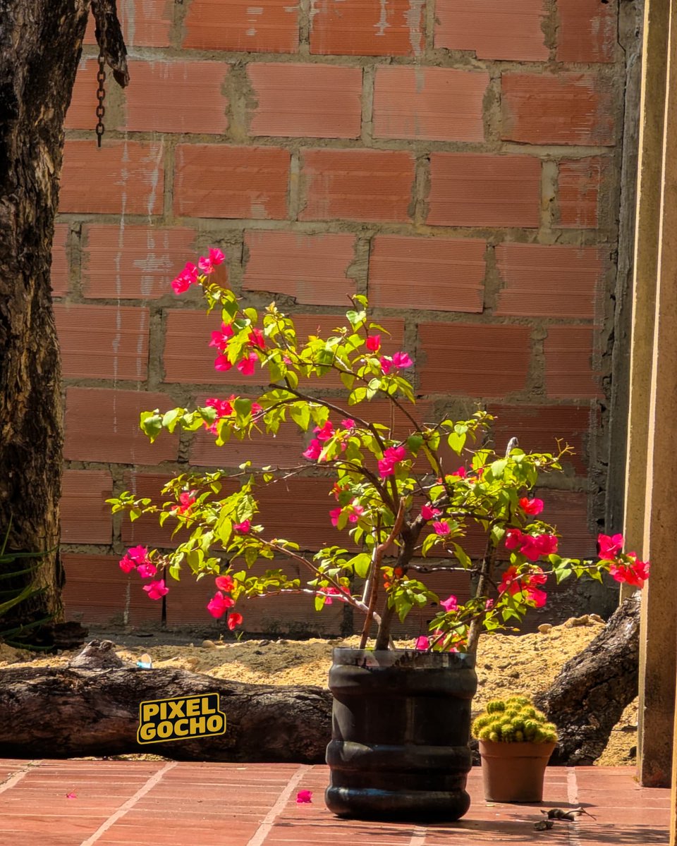PixelGocho's tweet photo. Mariposas, arañas y flores en un lugar donde recuerdo mucho a un ser querido y amado que ya se encuentra en la eternidad

#pixel7pro #teampixel https://t.co/SYjxIUYAqo