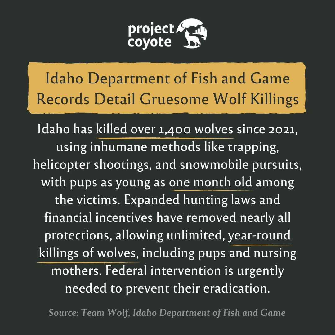 ProjectCoyote's tweet image. 🐺 Wolves in the News 🐺

Be sure to follow our partners @teamwolf_org and @wildlifeforall to raise your voice for wolves.

#WolfWednesday #ProtectAmericasWolves #Wolves

📷 USFWS, Lori Iverson