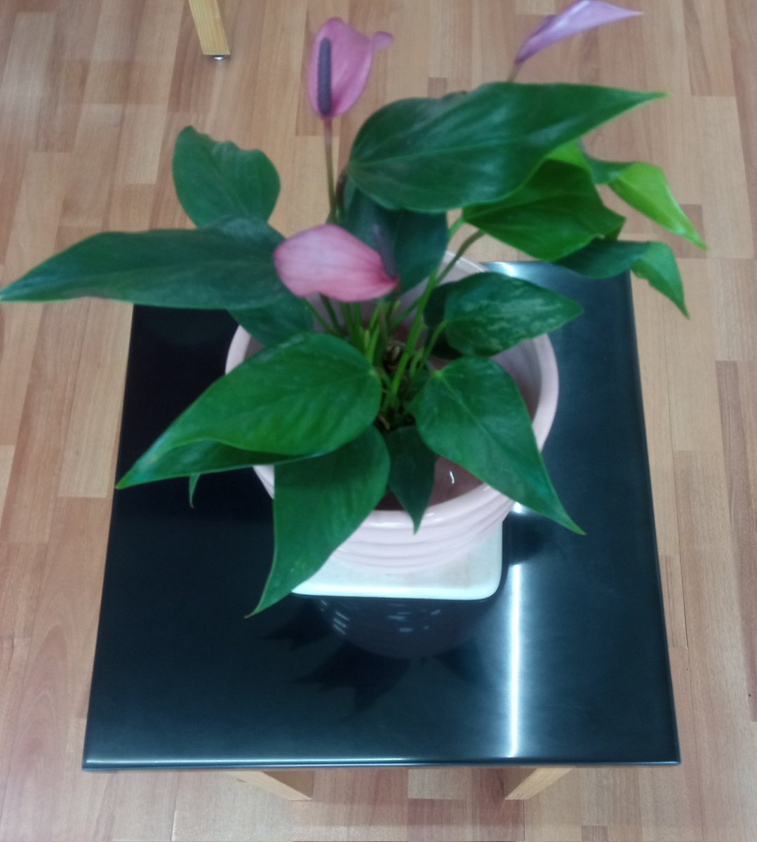 CADESS_'s tweet image. Una mesa de centro para espacios pequeños y tu flor de alcatraz, es un detalle que no pasa desapercibido a la vista de los invitados en tu hogar.