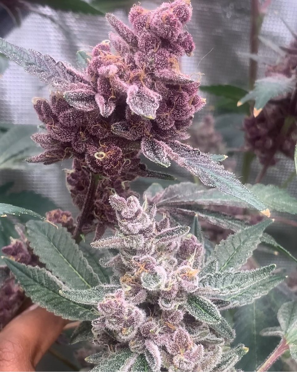KIND LED grow lights tweet media