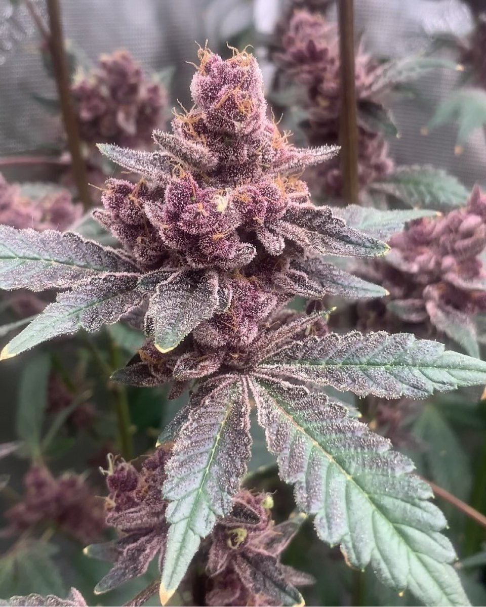 Purple perfection at its finest! 🌿💜 These stunning buds are a true testament to what precision growing and high-quality lighting can achieve. Cheers to vibrant colors, frosty trichomes, and flourishing grows.

📸 @frankiesindoorgrow 
🔗 bit.ly/KINDLED