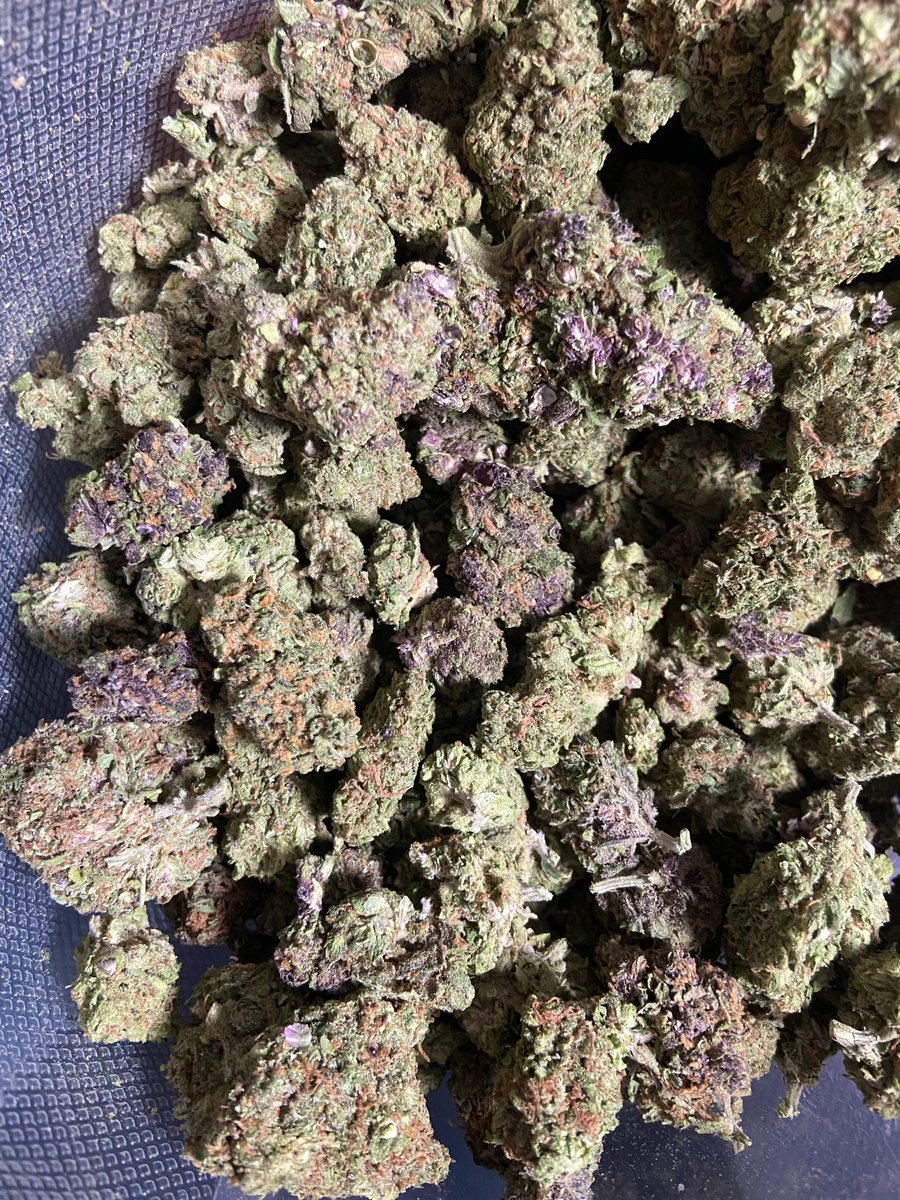 La mejor weed greenhouse de Monterrey la tenemos aquí 👽 Precios especiales para clientes de X ✅