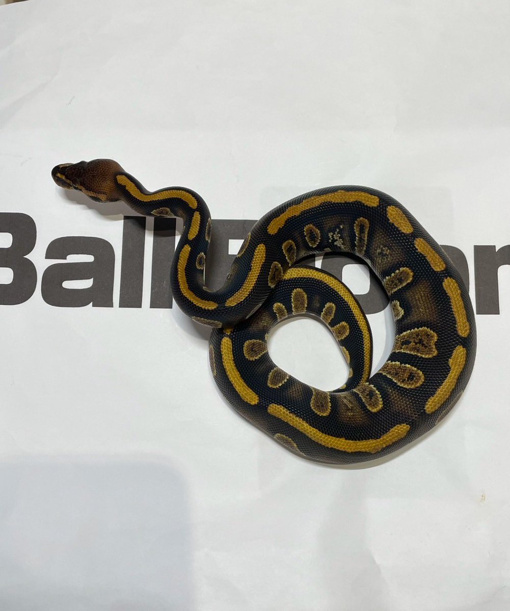 Ball Bloom tweet media