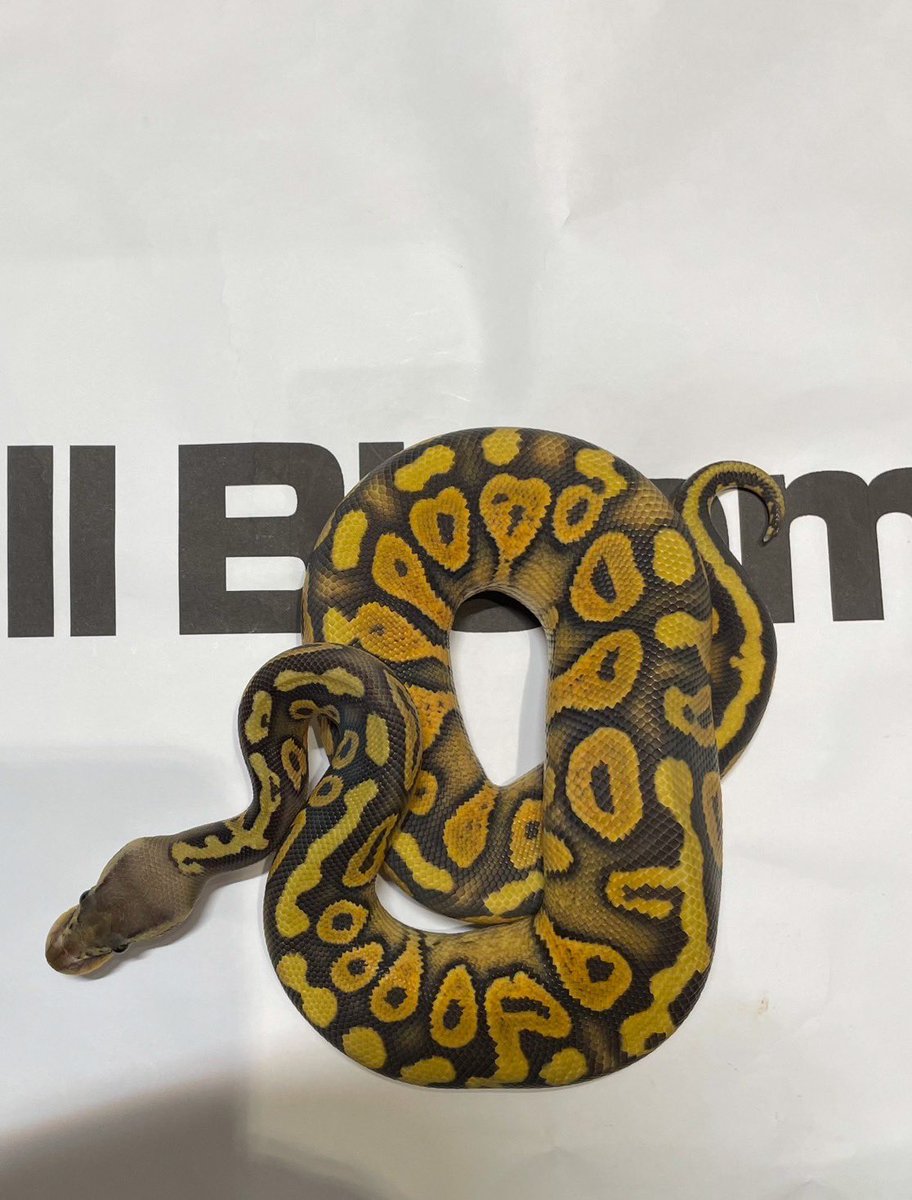 Ball Bloom tweet media