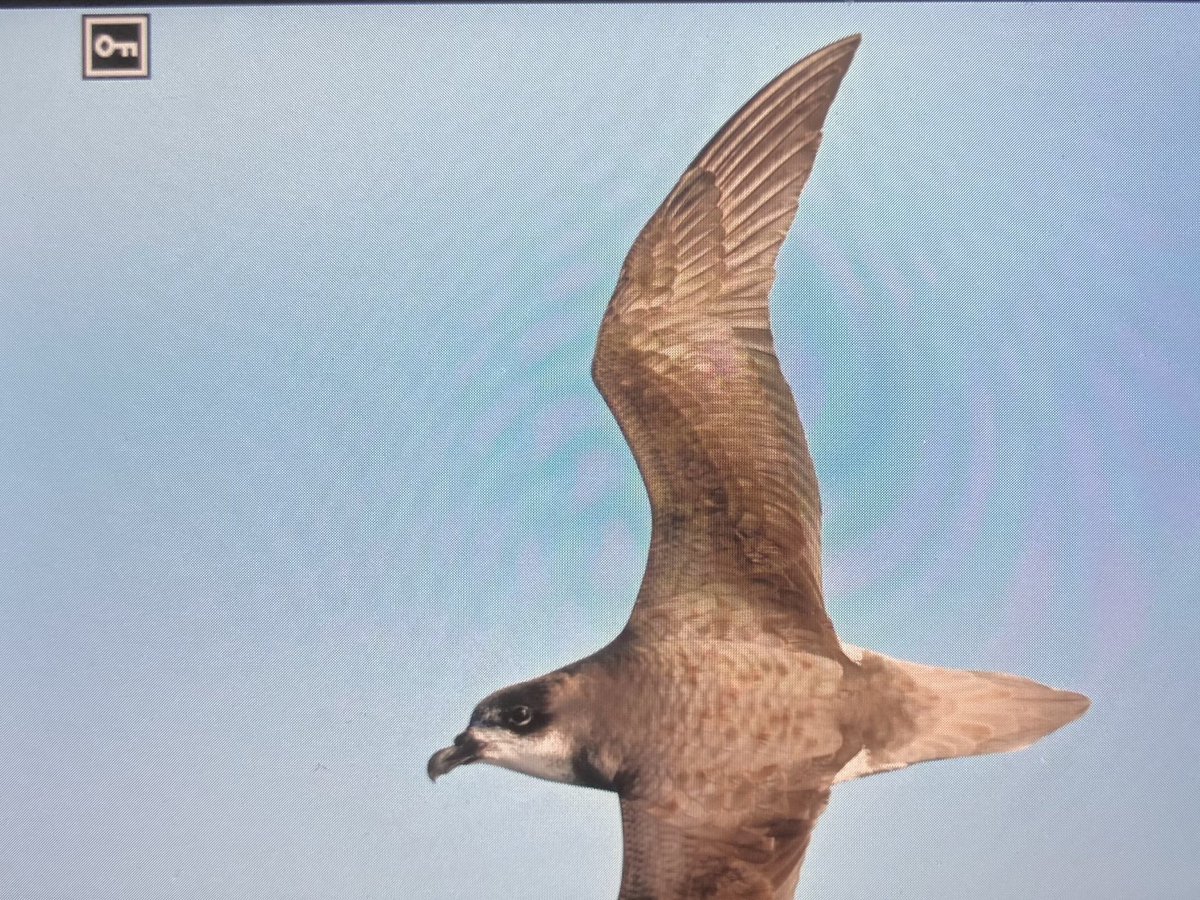 bart_vercruysse's tweet photo. Cabo Verde 5.0
Fifth visit to Cabo Verde started today.  Target : nocturnal IR pictures of Gongon or Cape-Verde Petrel (Pterodroma feae).
We went out at sea to see them in their element.  Just a few results : https://t.co/4yncqaoTyT