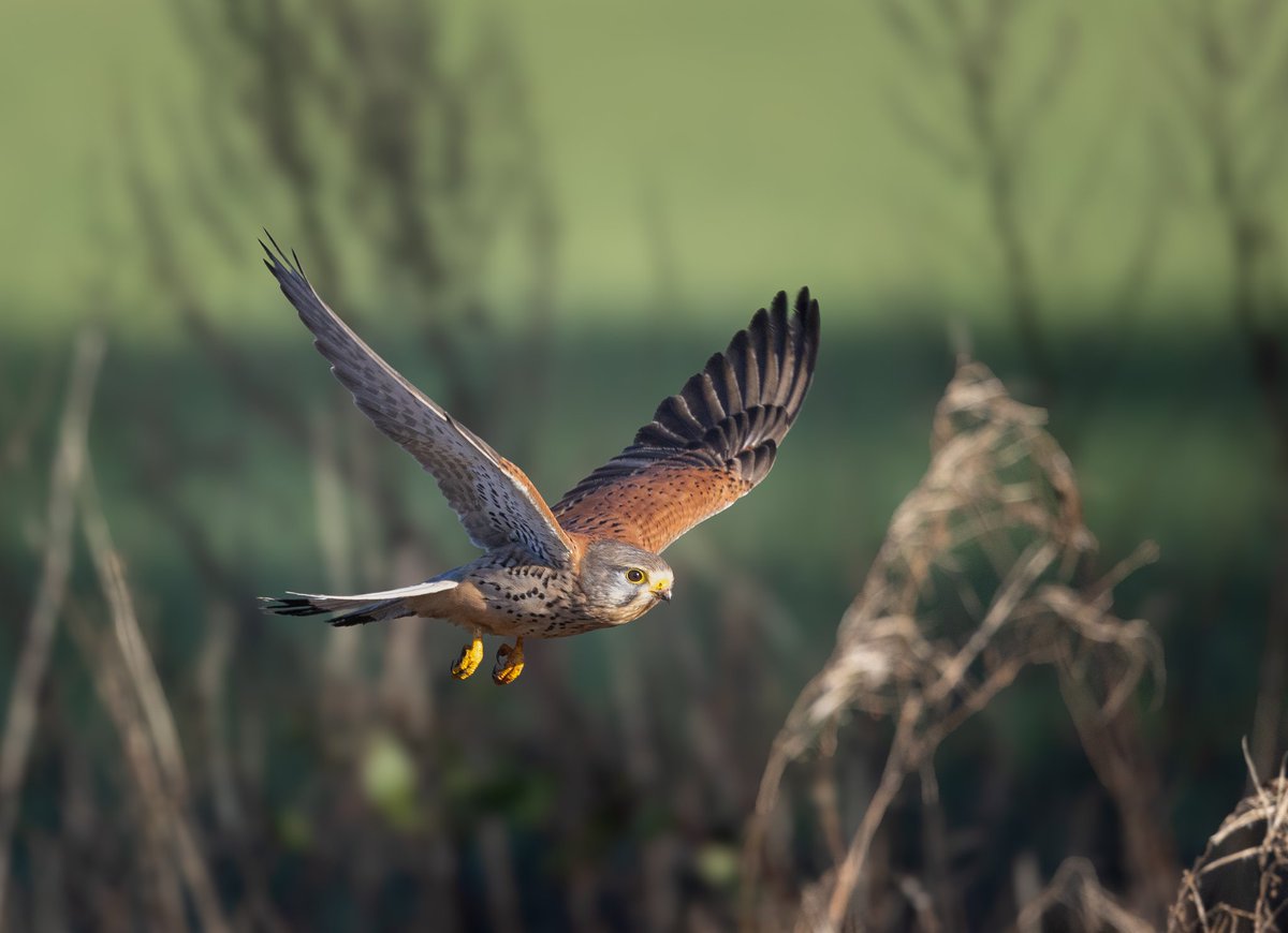 Male kestrel