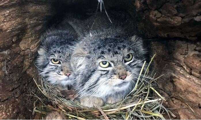 Daily Manul (@dailymanul) on Twitter photo 