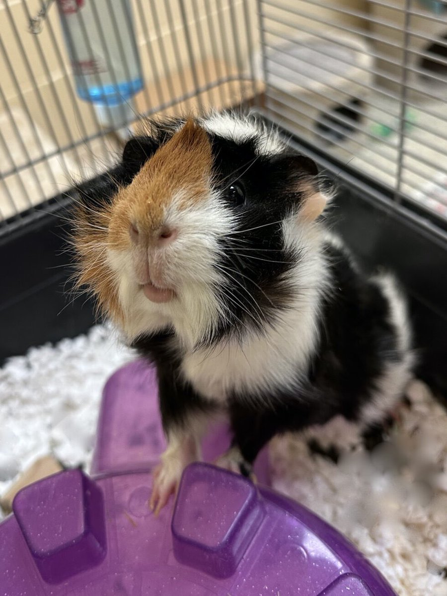 lucymackenziehs's tweet photo. “Hi! I’m Lucinda, a 3-year old Guinea Pig. I’m a pretty easy-going little gal, and will no doubt bring lots of love and laughs to my new home. I’m vocal, curious and love attention. If you’d like to learn more about me, stop by T -Th, 12-4PM, or give a call!”
#adopt #shelterlove https://t.co/mDSBA1Km5D